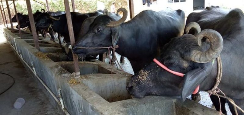 सहकारीद्धारा सदस्यलाई एक सय भैंसी बितरण 